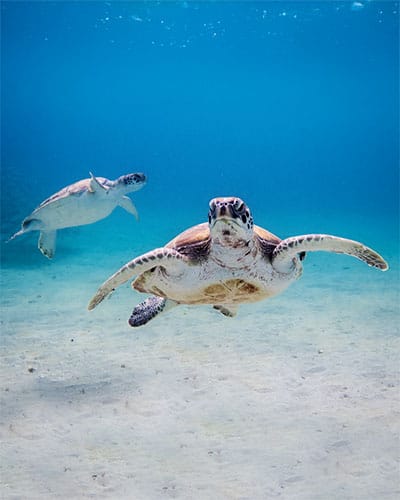 Real Retreats for Real People - Roatan Yoga Retreat by Zenergy